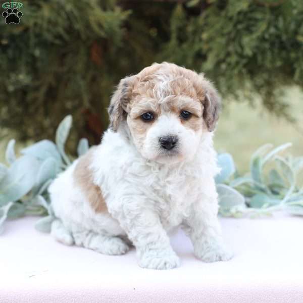 Jade, Bich-Poo Puppy